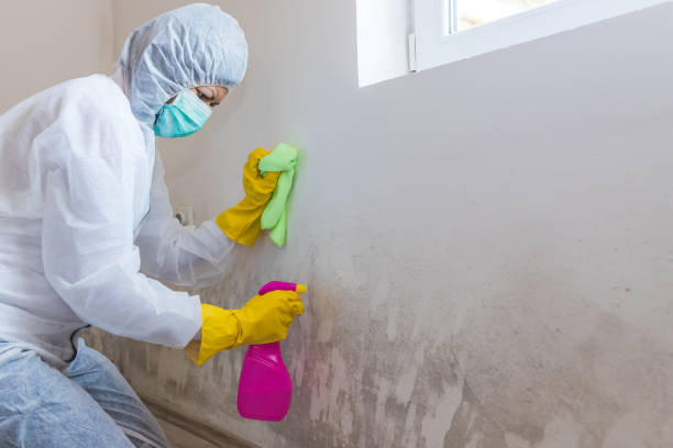 Why You Should Choose Our Mold Remediation Services in Lone Pine, CA