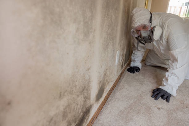 Lone Pine, CA Mold Removal Company